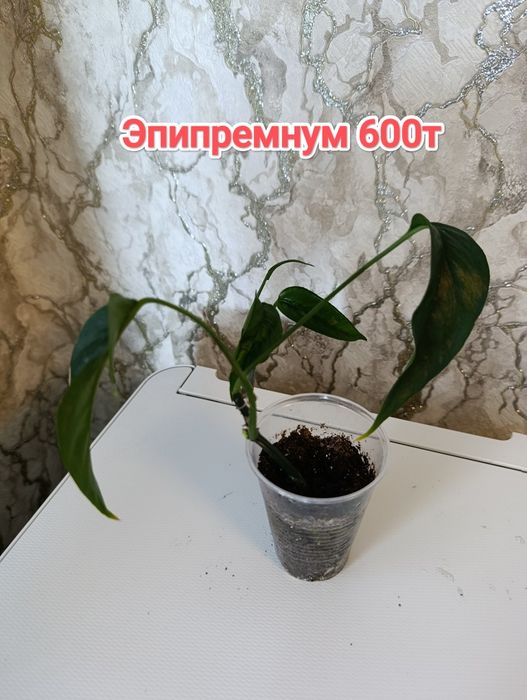 Комнатные растения кжби