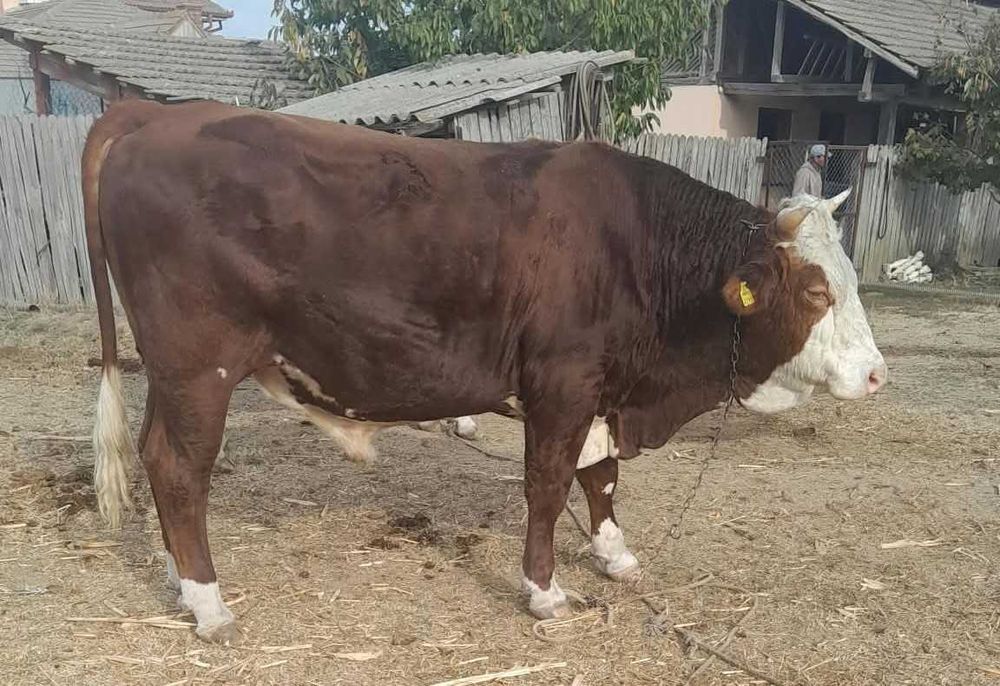 Vand juninca gestanta in luna a 9-a Simmental si taur Simmental