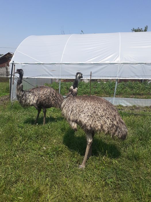 Struti emu  și african de vânzare