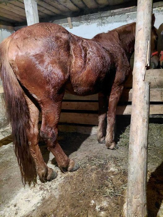 Vand manză pusa la caruta de 6.7 ori