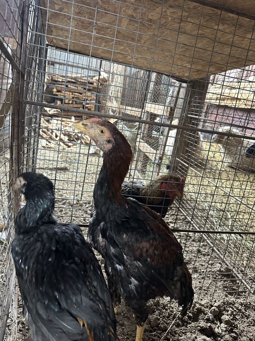 Продаётся молодые петушки дакан