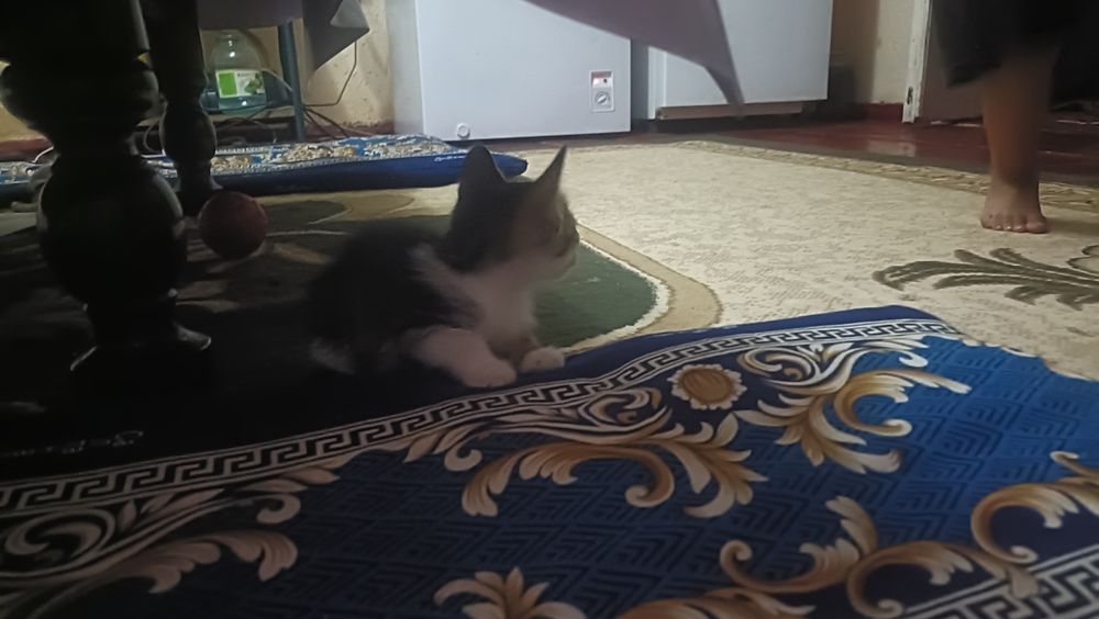 Отдаю бесплатно котят