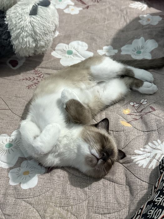 Vyaska uchun Tekinga__1