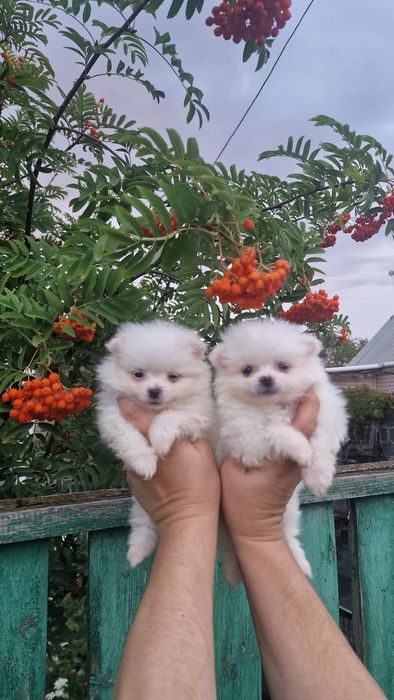 Продам белых щенков шпица,рассрочка каспи