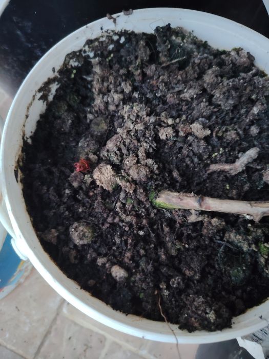 Butas ghiveci mur mure anul 4 produce in primavara