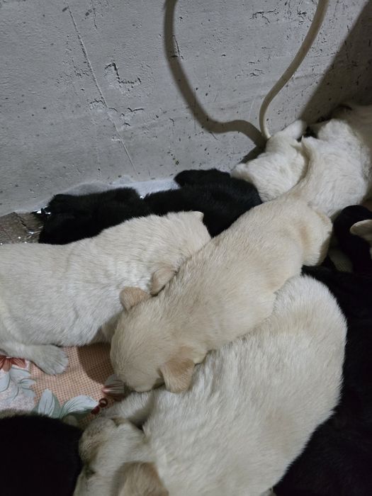 Лабрадорчики щенята