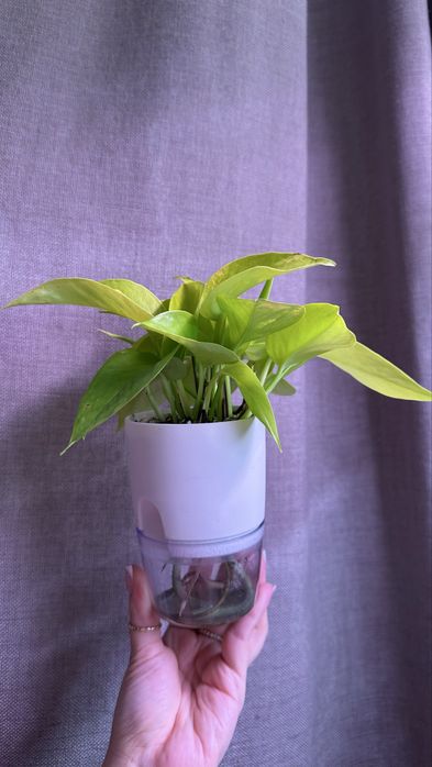 эпипремнум неон растение