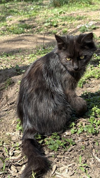 Котенок, пол года