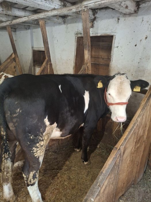 Vând o vițică bălțată și una angus