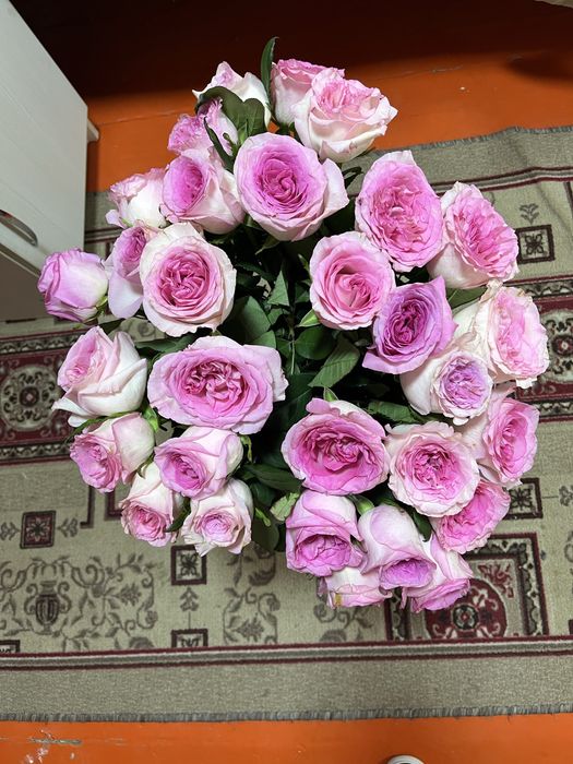 Навый қазір келді.исі күшті