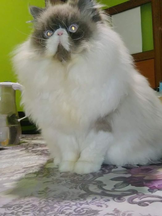 Котенца персийски
