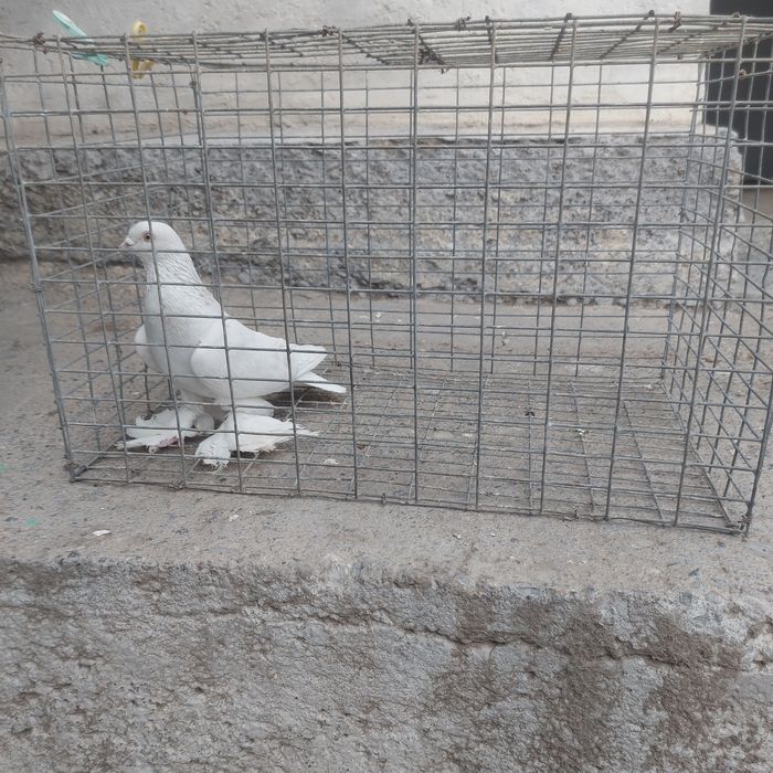 Буси самец лет с игрой