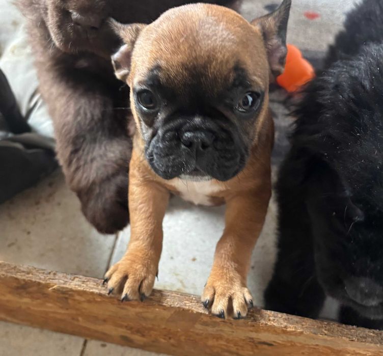 Bulldog francez fetita