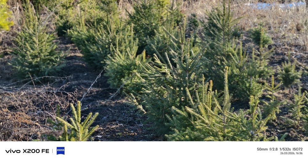 Продам Ёлки от 5000 тыс