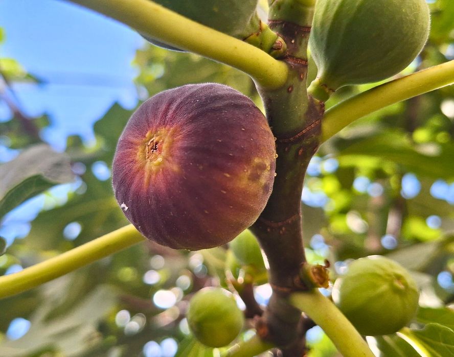 Smochin little miss figgy