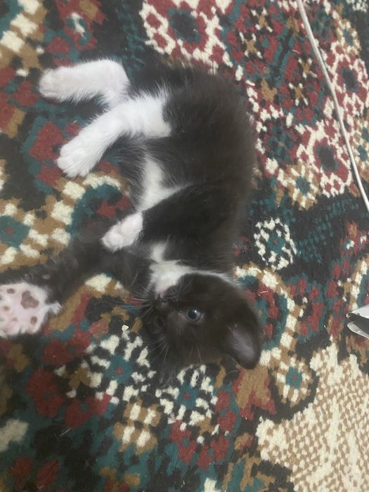 Котенки девочки отдам в хорошие руки.