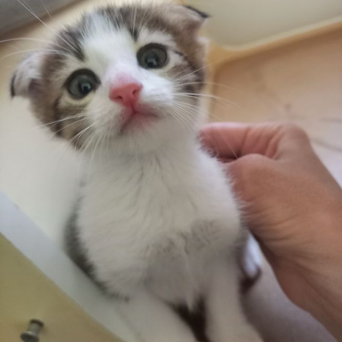 Вислоухие котята  1,5 месяца