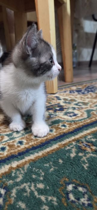 Отдам котят в добрые ручки