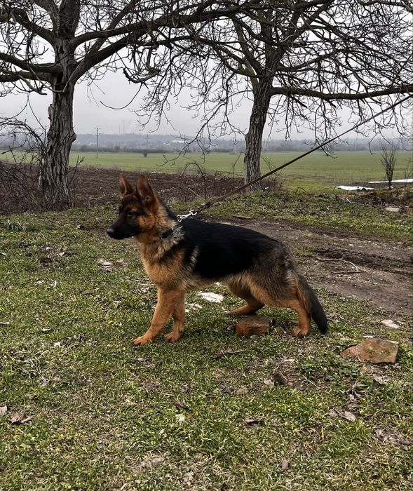 Немски овчарки.