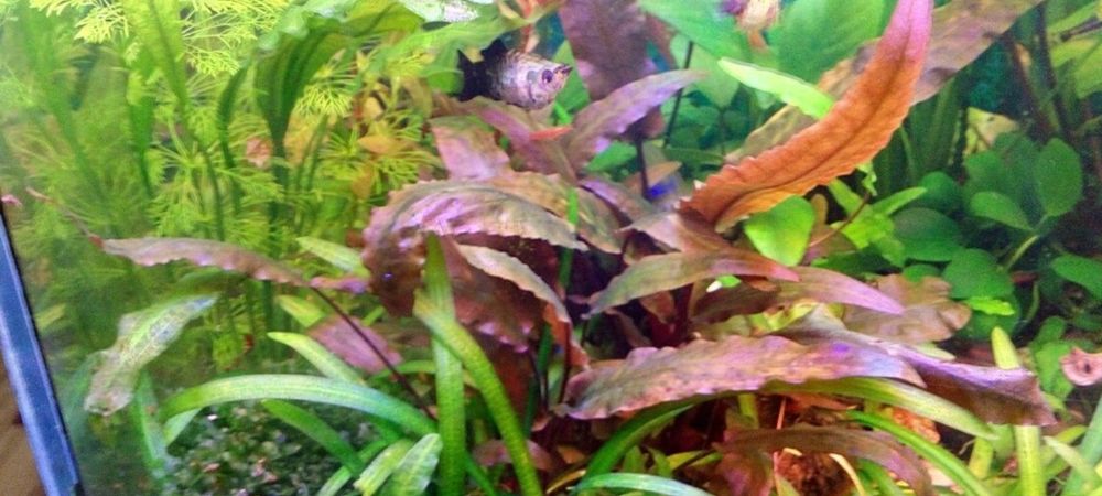 Криптокарина вендта.