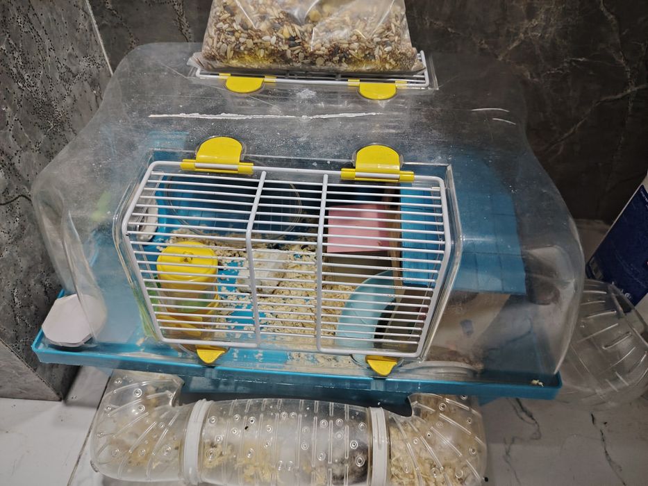 Продам хомяка, девочка