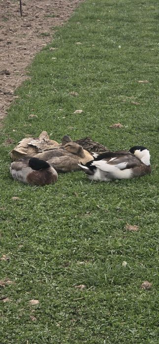 Oua Rate Rouen incubator