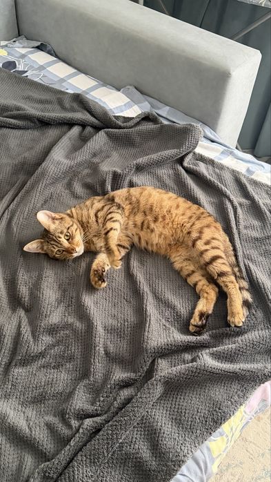 Котята помись с бенгалами