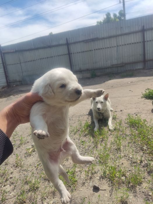 Щенки помесь лайки с спаниельем продам.