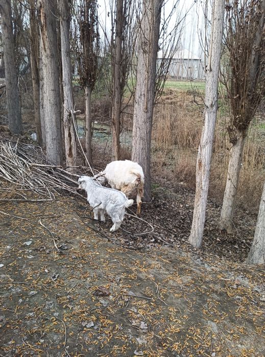 Эчки сотилади эна бола