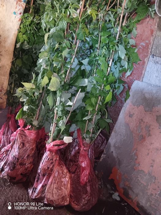 Малина сатылады дайын