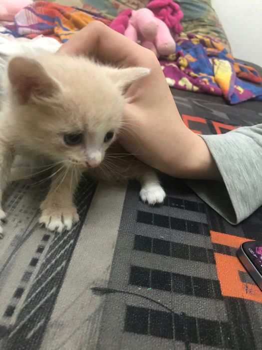 котята милые даром