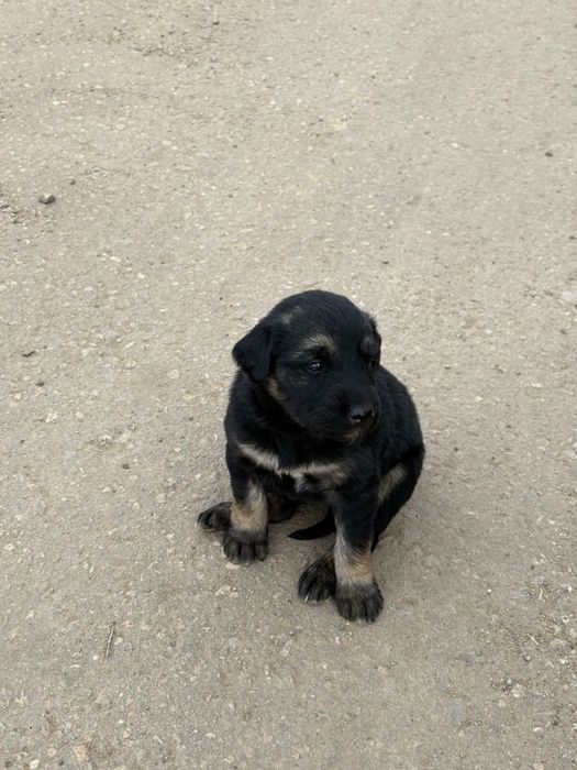 Щенки в добрые руки, мальчики