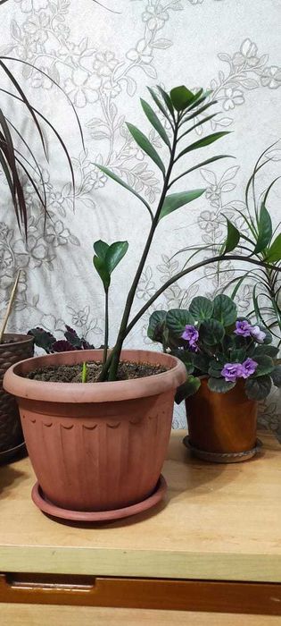 Продам долларовый цветок