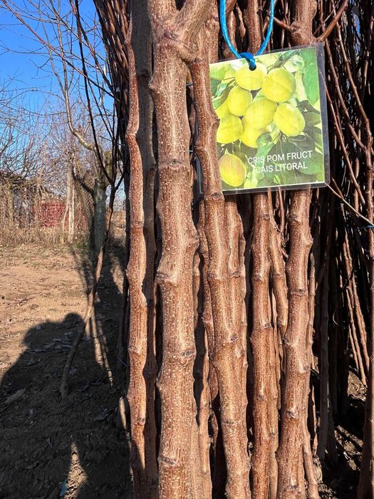 Vând pomi fructiferi