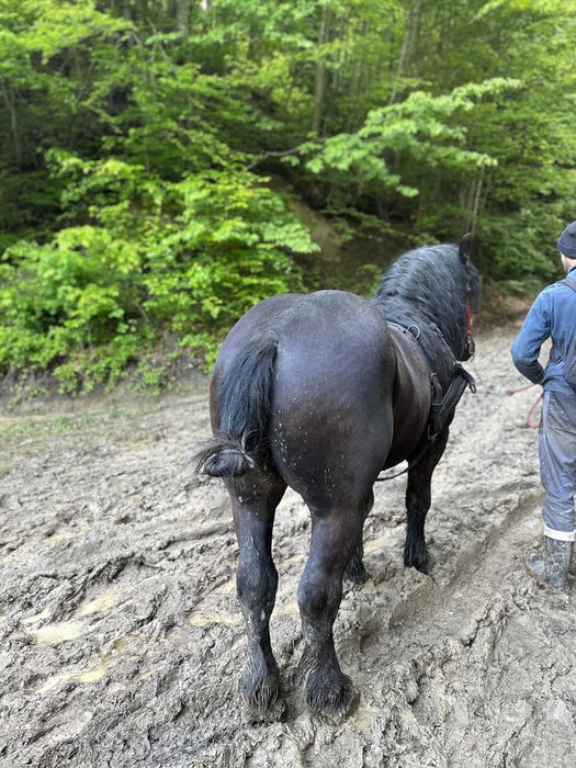 Armăsari negrii pentru monta sau de vânzare