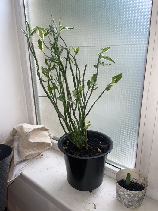 Комнатные цветы в горшках