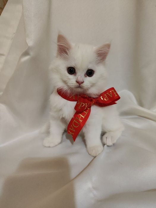 Продаётся котята