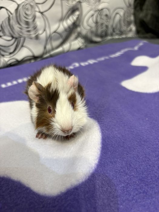 Морски свинчета малки