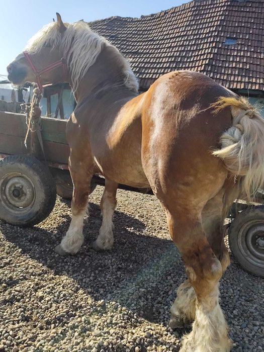 Vând armăsar de 6 ani