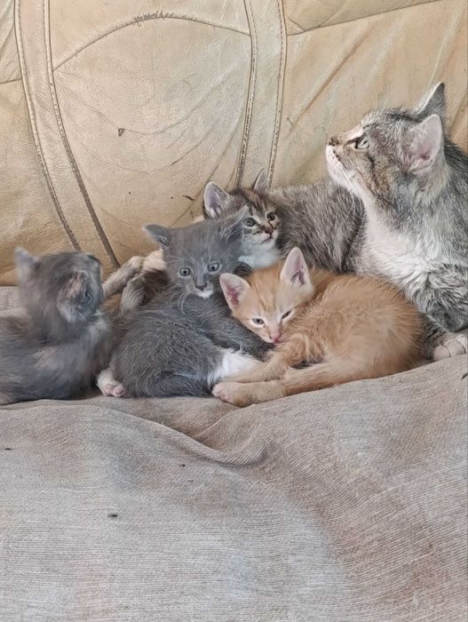 Котята, бесплатно