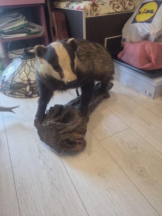 vând  diverse  piese de colecție taxidermie
