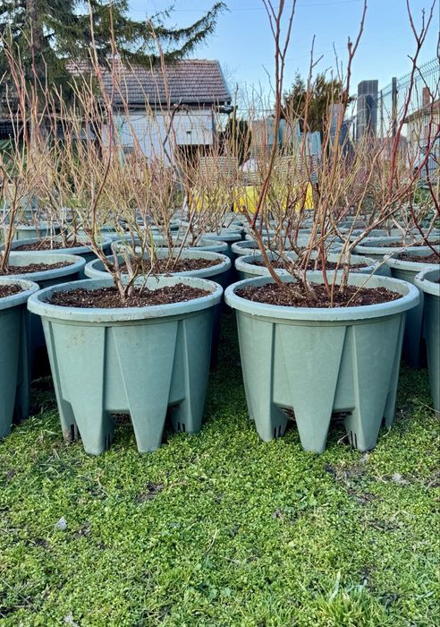 Боровинки в 50л саксия за постоянно отглеждане