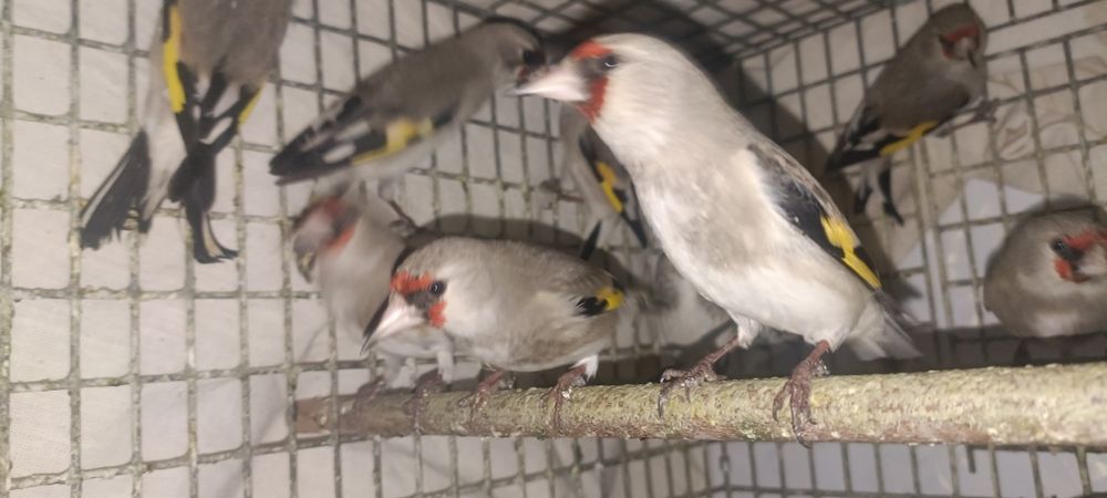 Шеголчалар сотувда