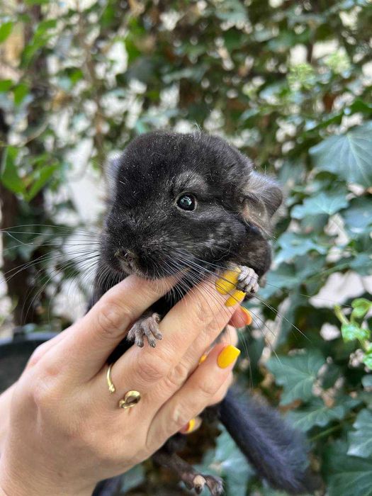 Шиншилла из питомника