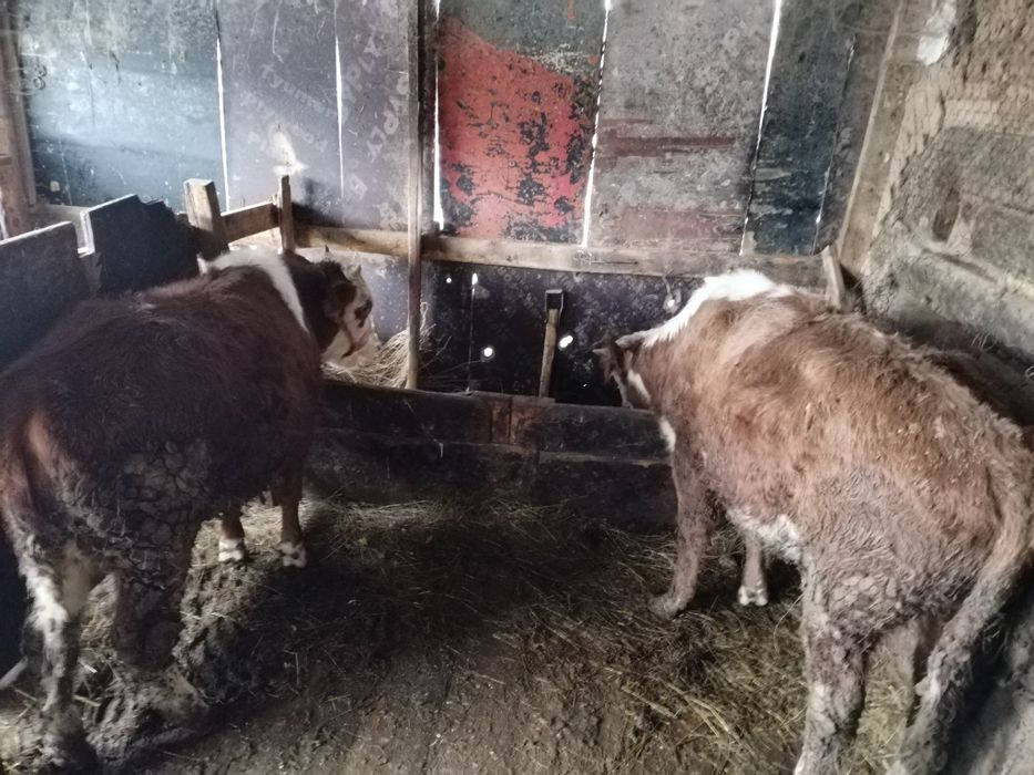 Телята на продажу -мясная порода