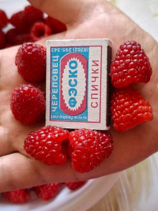 Малина крупная и сладкая