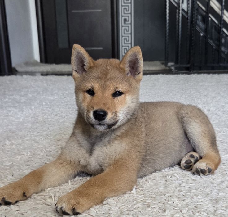 Vand mascul shiba Inu