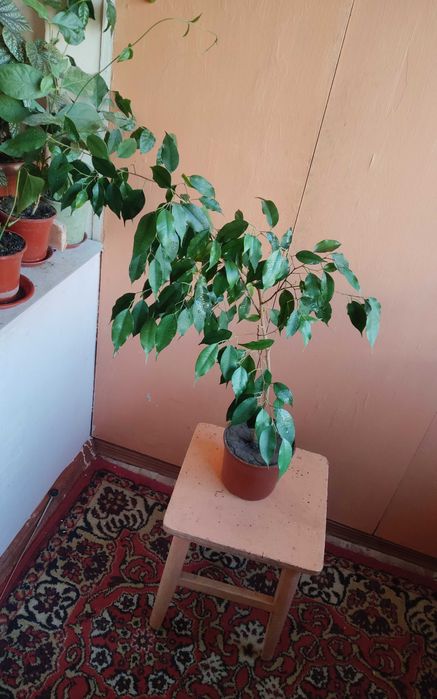 Цветок фикус Бенджамина