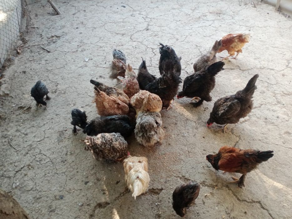 Куры хорошие, красивые