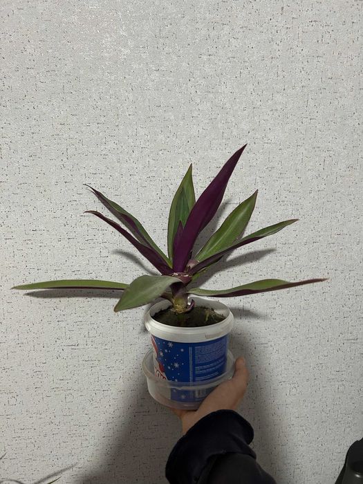 Продам цветы комнатные